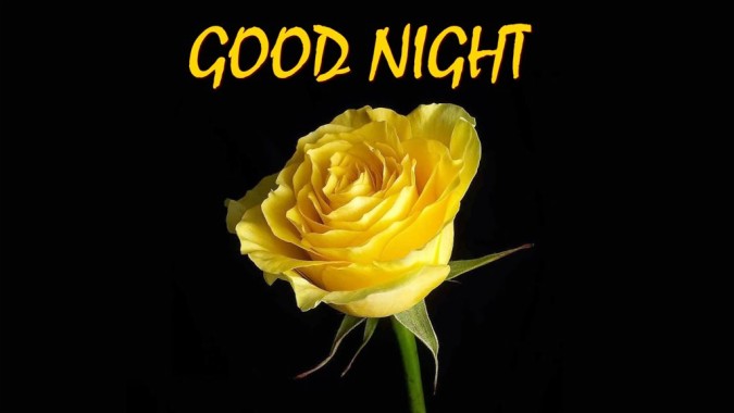 Good Night Flower Yellow Rose Hd Wallpaper - Beautiful Rose Beautiful ...