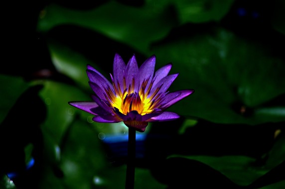 Water Lily Hd Wallpapers