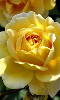 Floribunda - 607x1000 - Download HD Wallpaper - WallpaperTip