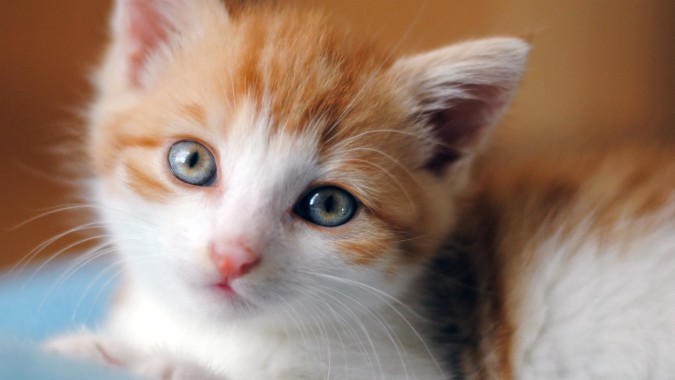 Angel Kitty - Cute Cat Photos Free Download - 1366x768 ...