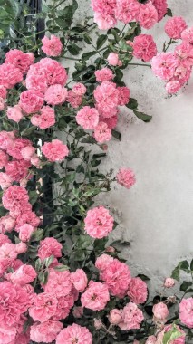 Iphone壁紙花ピンク ピンクのiphoneの壁紙 640x960 Wallpapertip