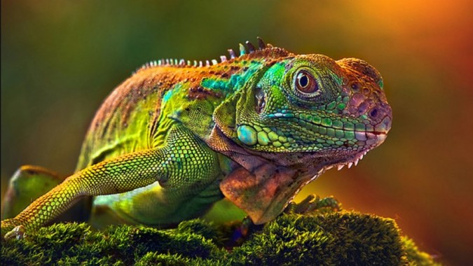 Stunning Pictures Of Animals - 915x515 - Download HD Wallpaper