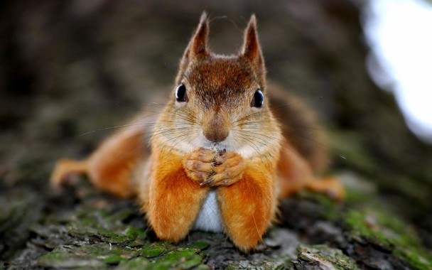 Squirrel Funny Face Wallpapers Hd Ecureuil Drole 19x10 Download Hd Wallpaper Wallpapertip