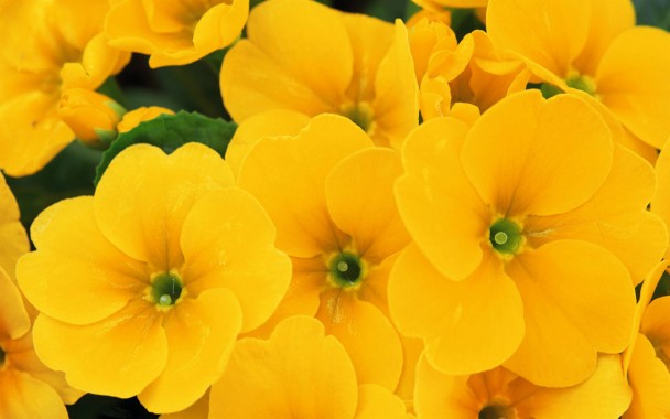 Colourful Yellow Flower Background 3840x2160 Download Hd