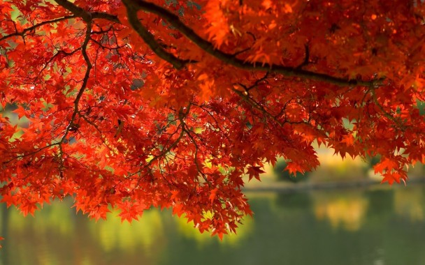 Autumn Leaves Wallpaper Hd - 2400x1350 - Download HD Wallpaper ...