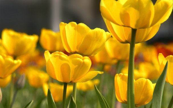 Yellow Flowers With Green Background - 1280x720 - Download HD Wallpaper ...