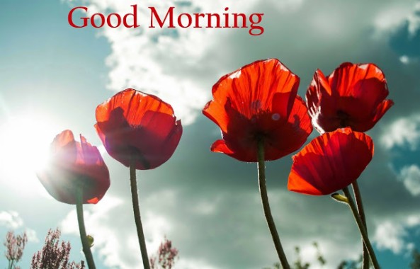 New Wallpaper Beautiful Good Morning - 1600x1200 - Download HD ...