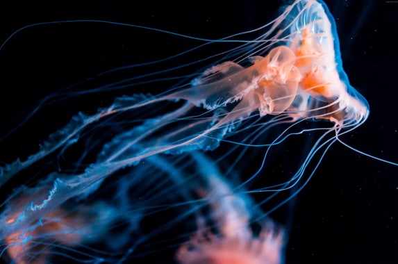 Jellyfish Wallpapers Free Jellyfish Wallpaper Download Wallpapertip